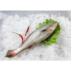 鮸魚(yú)